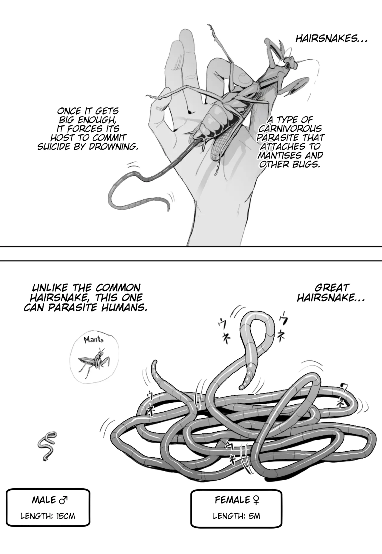 The Great Hairsnake cover