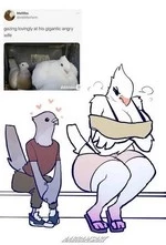 Angry Bird Wife cover